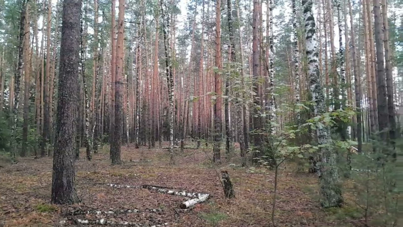 После дождя сосновый лес  .грибы зонты шампиньонов семейство.1.08.2024.