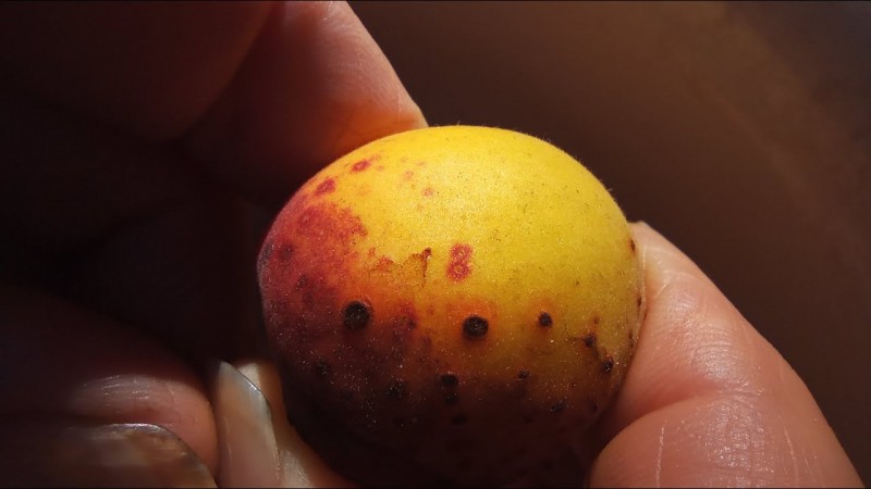 581 03.07.2025 СуперСолнцеСтояние День 13