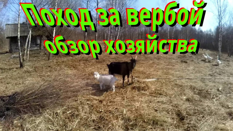 Весна пришла, поход за вербой, обзор хозяйства