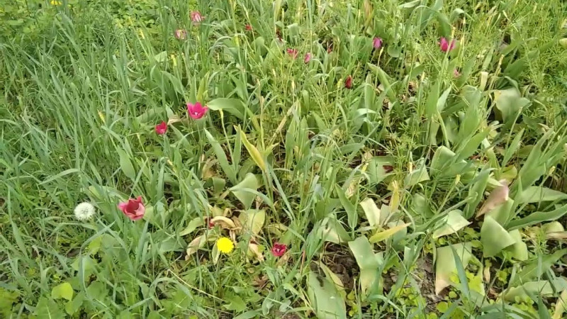 09.05.2025 Цветы и Поиск Грибов.