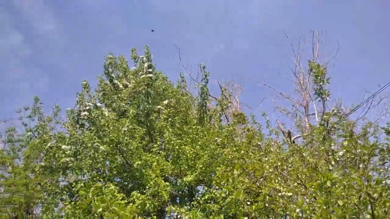 26.04.2025 Цветение.