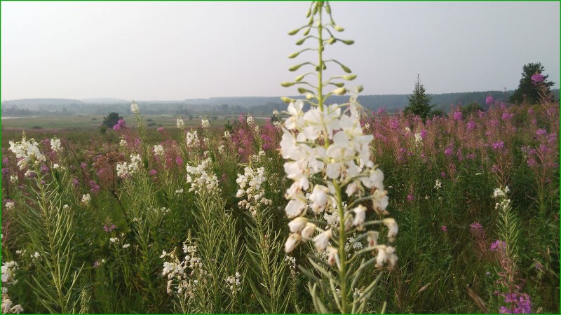 Иван-чай или кипрей в августе можно сделать из семян
