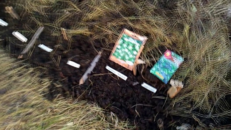 Посеял в ноябре семена экзотов для Урала