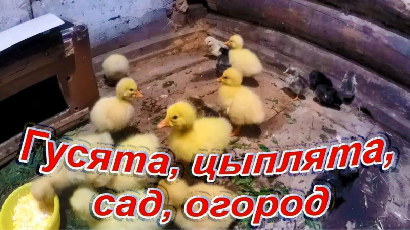 Гусята, цыплята, сад, огород