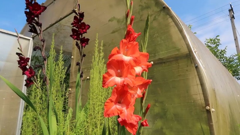 Цветы повсюду