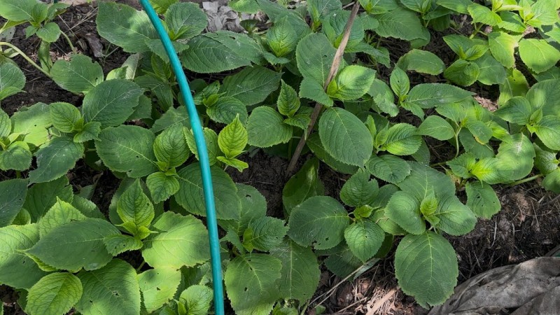 Результат черенкования этого года. Всё что я укореняла весной.