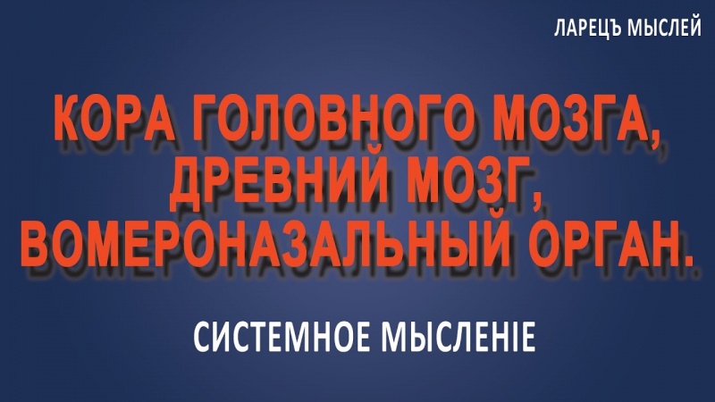 Кора мозга(неокортекс), древний мозг и вомероназальный орган.