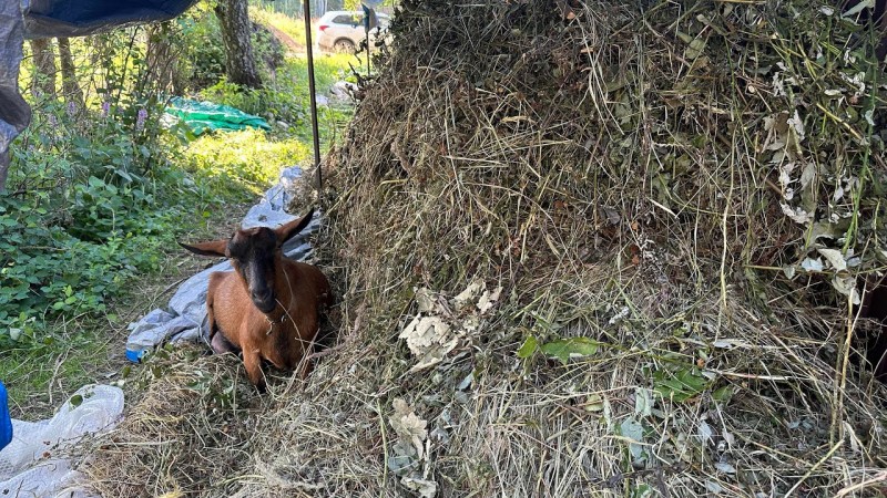 Сенокос 2025. Как я заготавливаю сено для козочки. Как храню на улице , что заготавливаю .