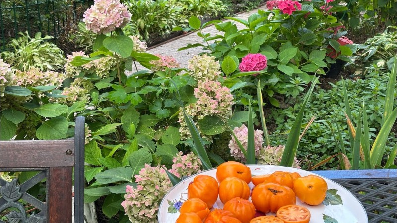 Поздравляю с праздником осеннего равноденствия! Выходные на даче. Готовлю , гуляю по саду .