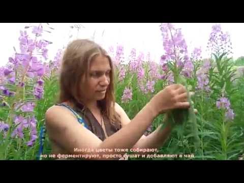 Как и когда собирать Иван-чай