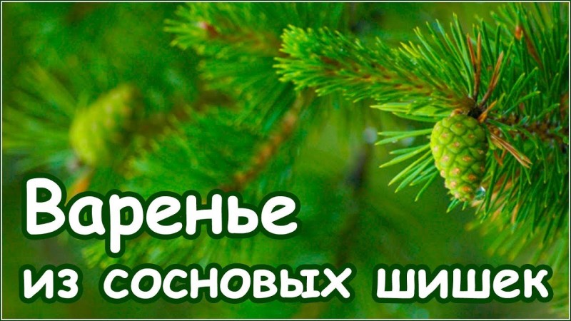 Как сварить варенье сироп из сосновых шишек или хвои