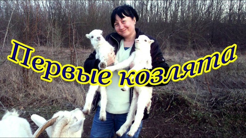 Первые козлята