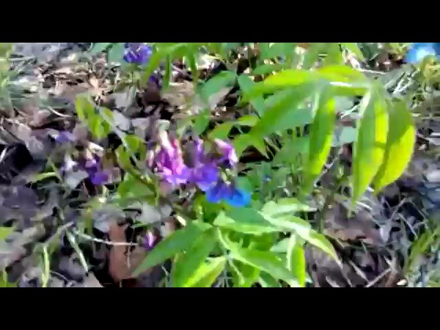 Цветущий Лес и Грибы с...