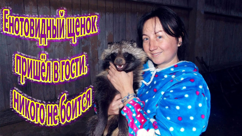 Енотовидный щенок пришёл в гости, никого не боится