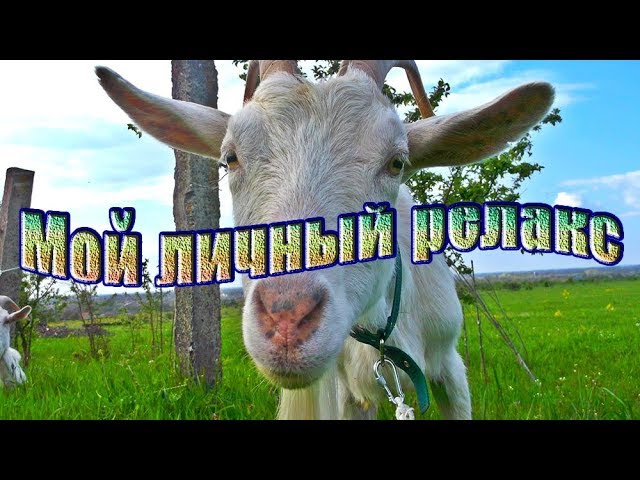 Мой личный релакс - козочки на пастбище