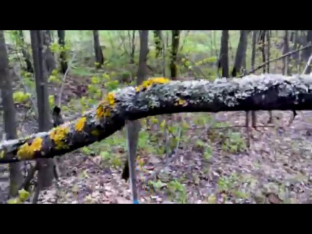 Нивесёлый Лес