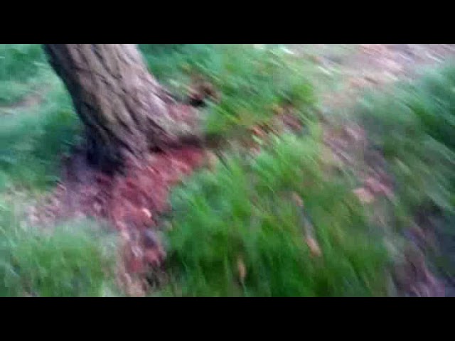 На Подумать, Лес и Мысли