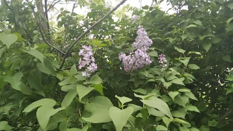 25.04.2024 Сирень.