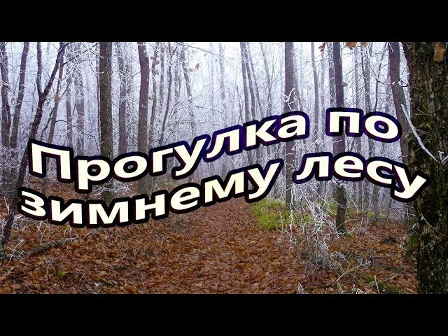 Прогулка по зимнему лесу