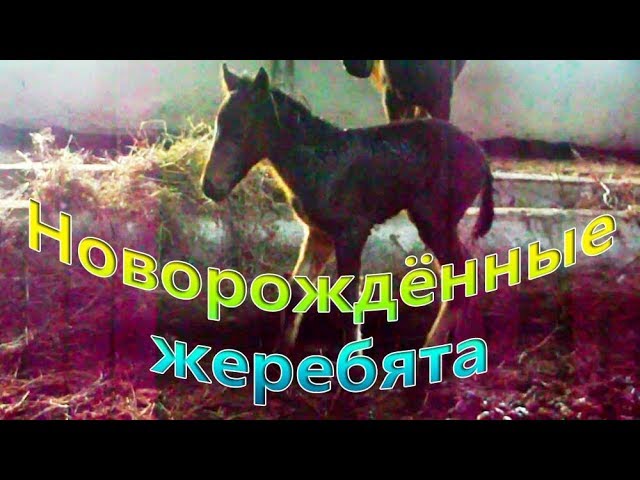 Новорождённые жеребята