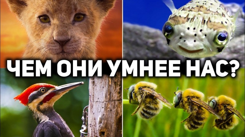 10 УРОКОВ МУДРОСТИ ОТ ПРИРОДЫ , КОТОРЫЕ СТОИТ ВЫУЧИТЬ КАЖДОМУ