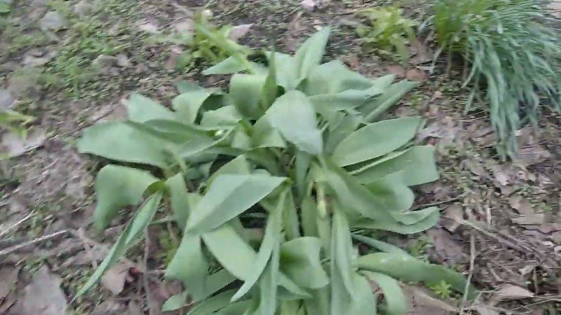 09.04.2025 Весеннее Начало Цветения.