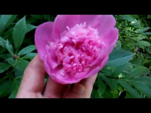 Разномыслие и Бытность