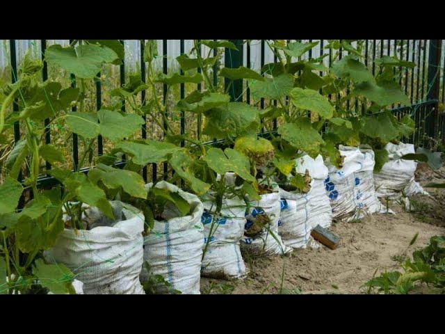 САМЫЙ ПРОГРЕССИВНЫЙ МЕТОД ПОСАДКИ ОГУРЦОВ