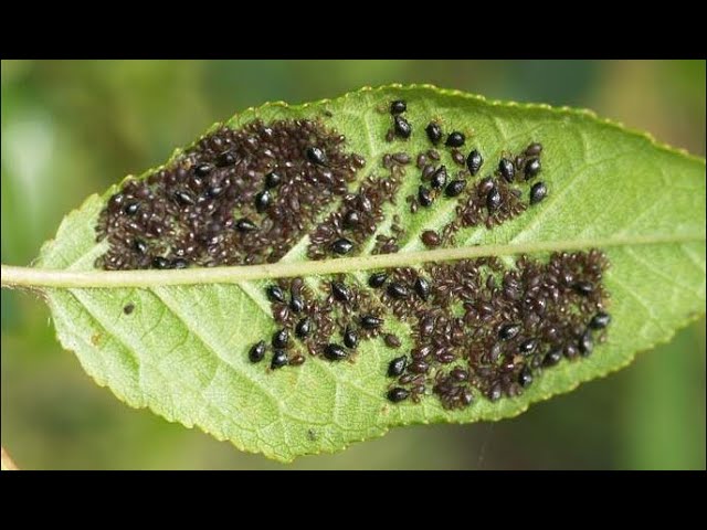 Самый убойный способ защиты от тли, 3-и в одном