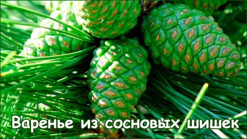 Готовим варенье из сосновых шишек - простой рецепт