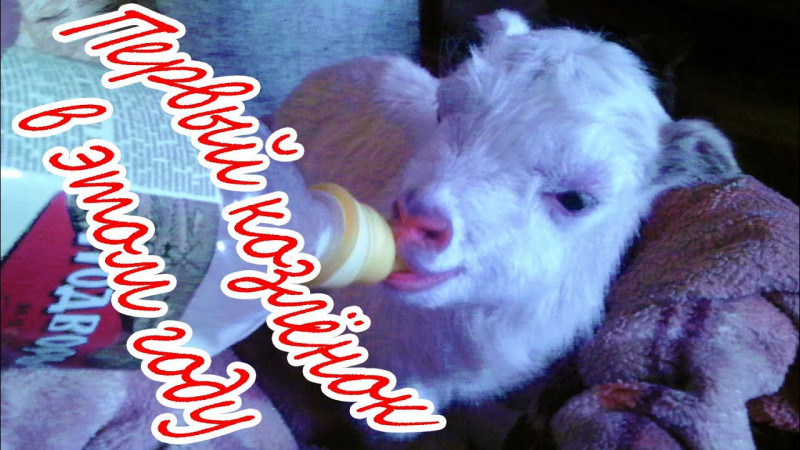 Первый козлёнок в этом году