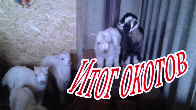Итог окотов