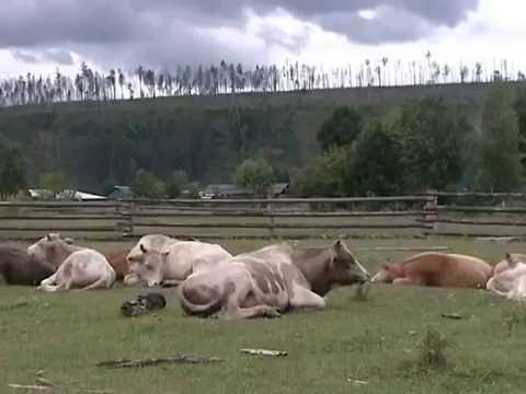 Таежные истории- Отшельники староверы.