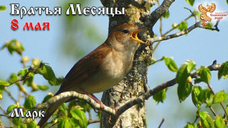 Братья месяцы 8 мая - Марк