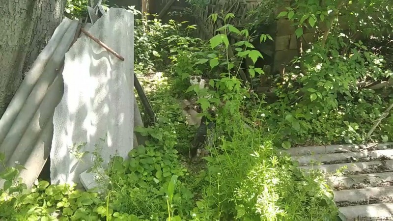 11.05.2025 Сборище Котов.