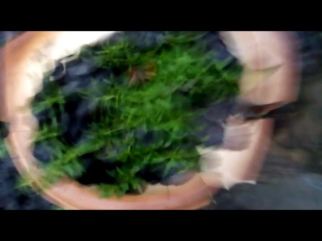 О Многом Накипью На Сей Момент