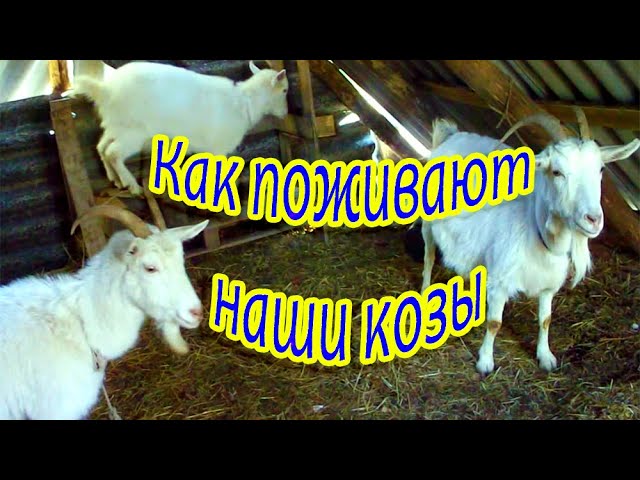 Как поживают наши козы