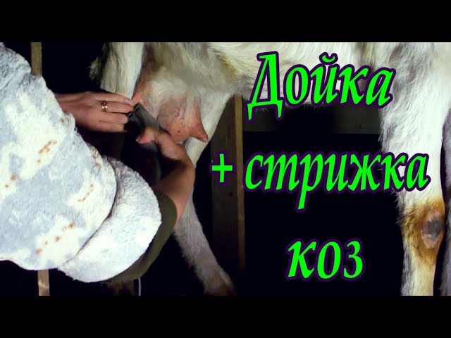 Дойка + стрижка коз