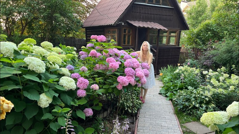 Мифы о гортензиях. Как правильно посадить гортензию , чем удобрить , уход за гортензиями
