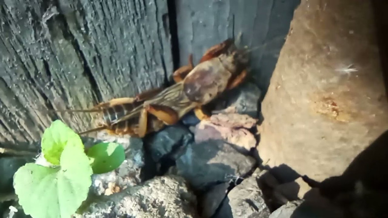 478 30.04.2024 Медведка