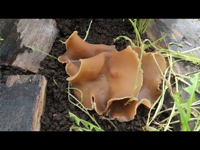 После посадки белых грибов на грядках, эти белые грибы разрослись по всему моему участку