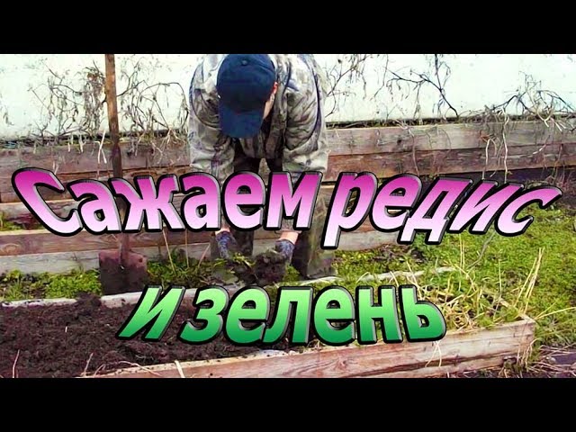 Первые посадки - сажаем редиску и зелень
