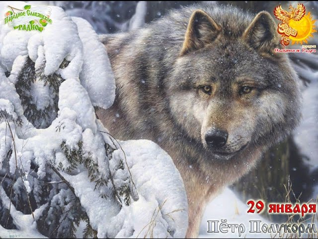 Братья месяцы    29-е января    Пётр Полукорм