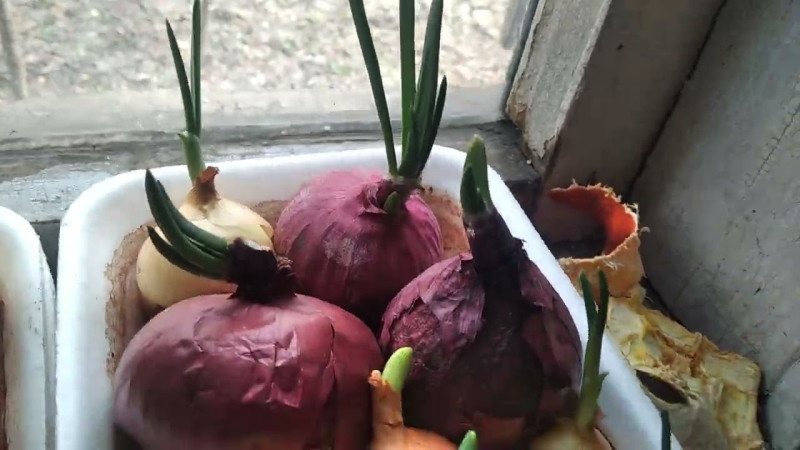 13.03.2025 Зелёный Лучок.