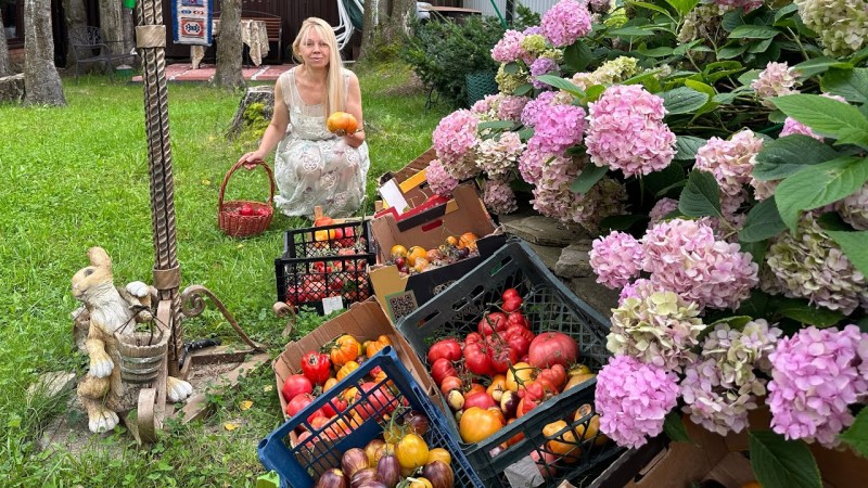 Успехи на даче. Сбор урожая томатов.