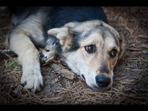 Помощь животным и карма. Андрей Верба
