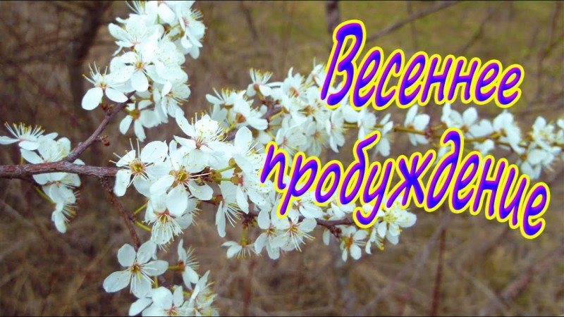 Весеннее пробуждение