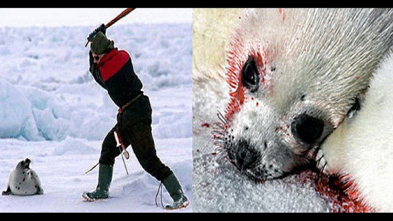 ЛЮДИ ВЫ ДАЖЕ НЕ ДОГАДЫВАЕТЕСЬ ЧТО УБИВАЕТЕ ЖИВОТНЫХ