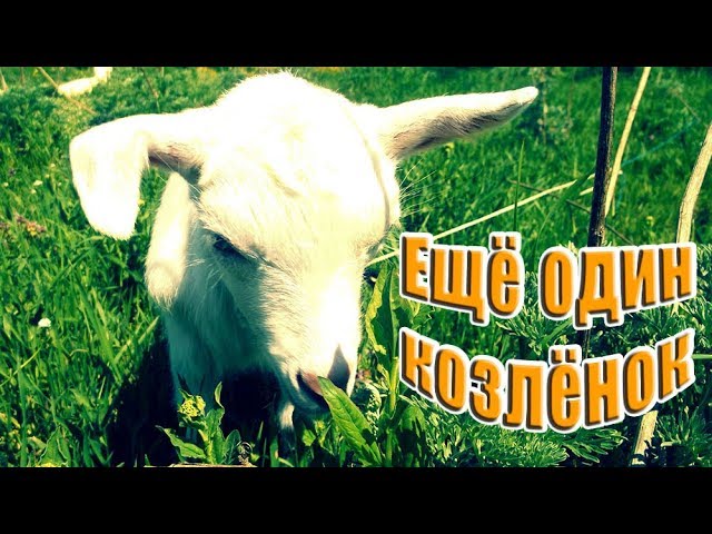 Ещё один козлёнок
