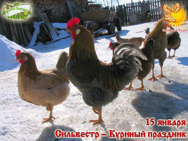 Братья месяцы    15-е января    Сильвестр — Куриный праздник.